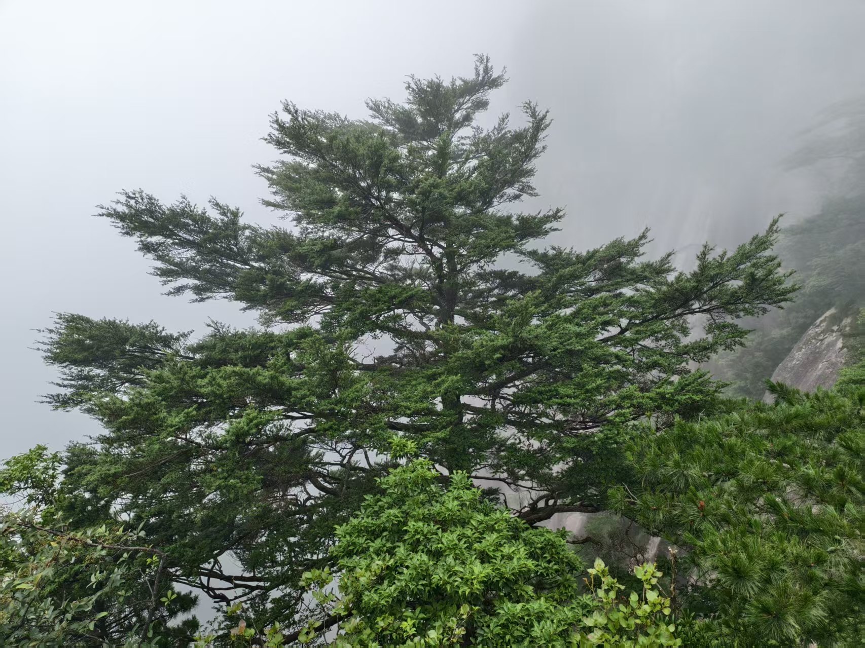 黄山松
